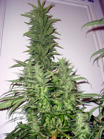 Green Peace 4ever!